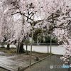 太閤しだれ桜