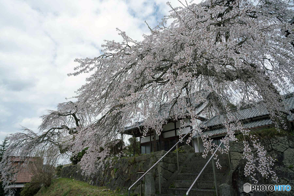 しだれ桜