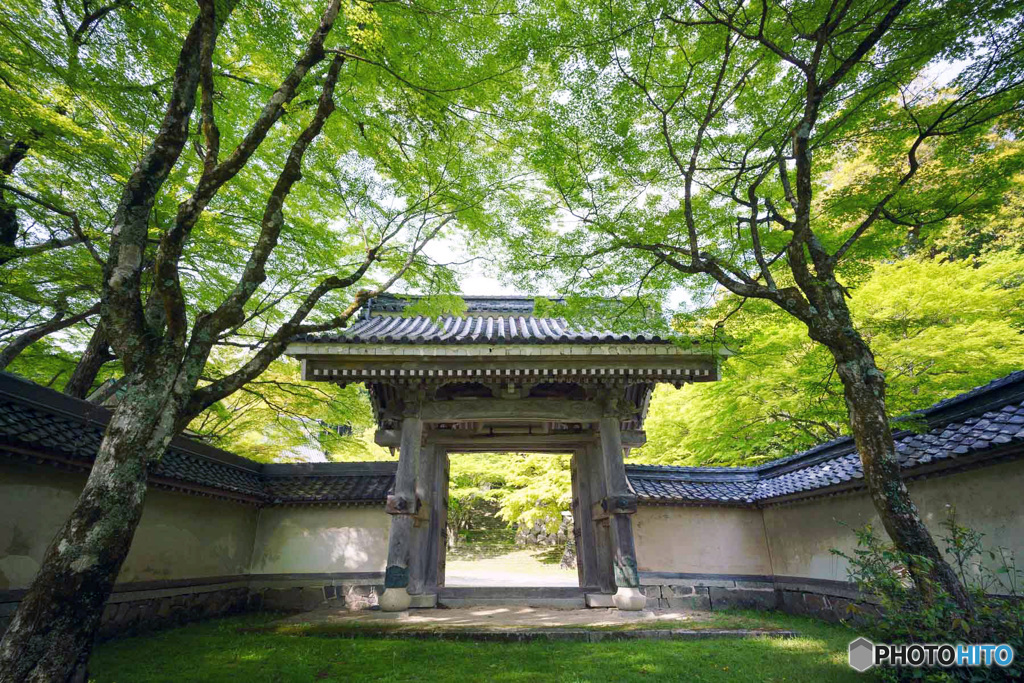 新緑の山門