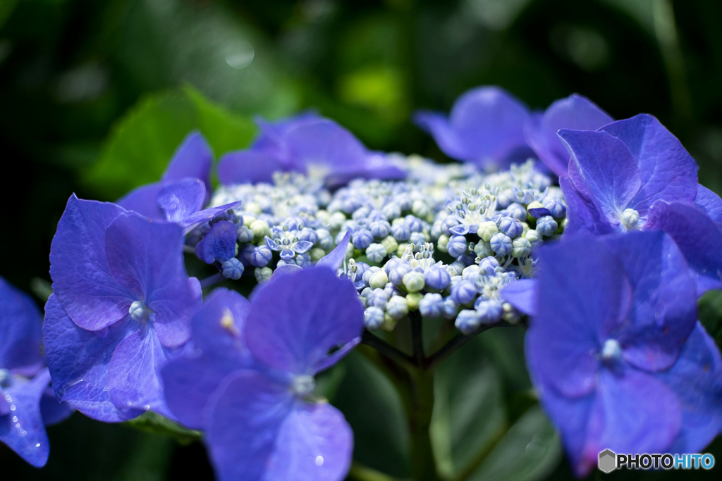 紫陽花