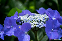紫陽花