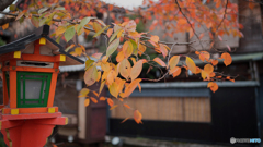 京都紅葉狩り ⑥