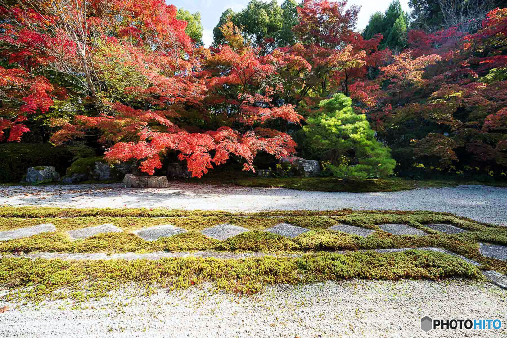 京都紅葉便り