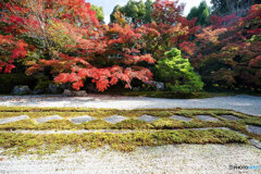 京都紅葉便り