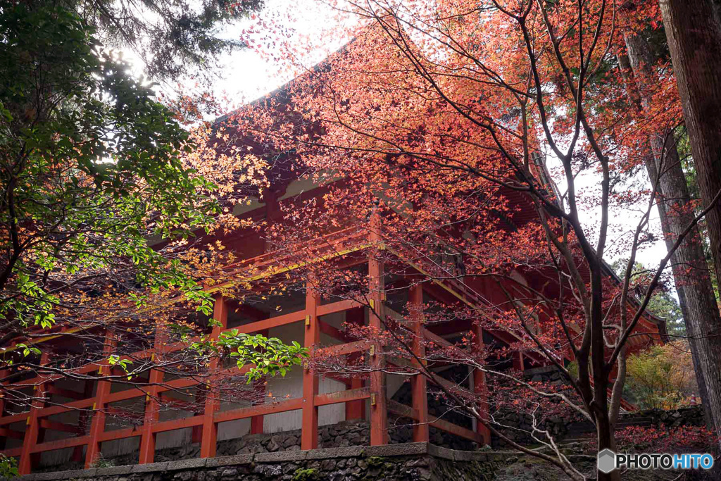 紅葉