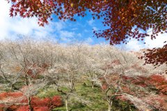 桜と紅葉