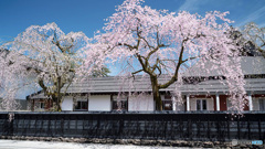 しだれ桜