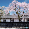 しだれ桜