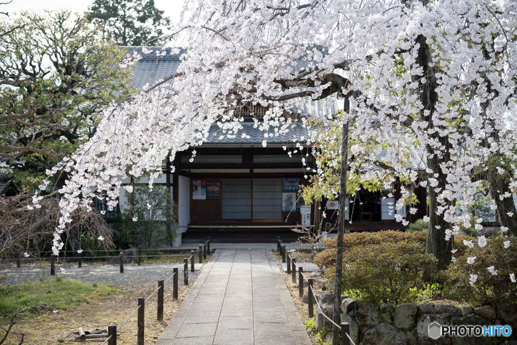 参道のしだれ桜