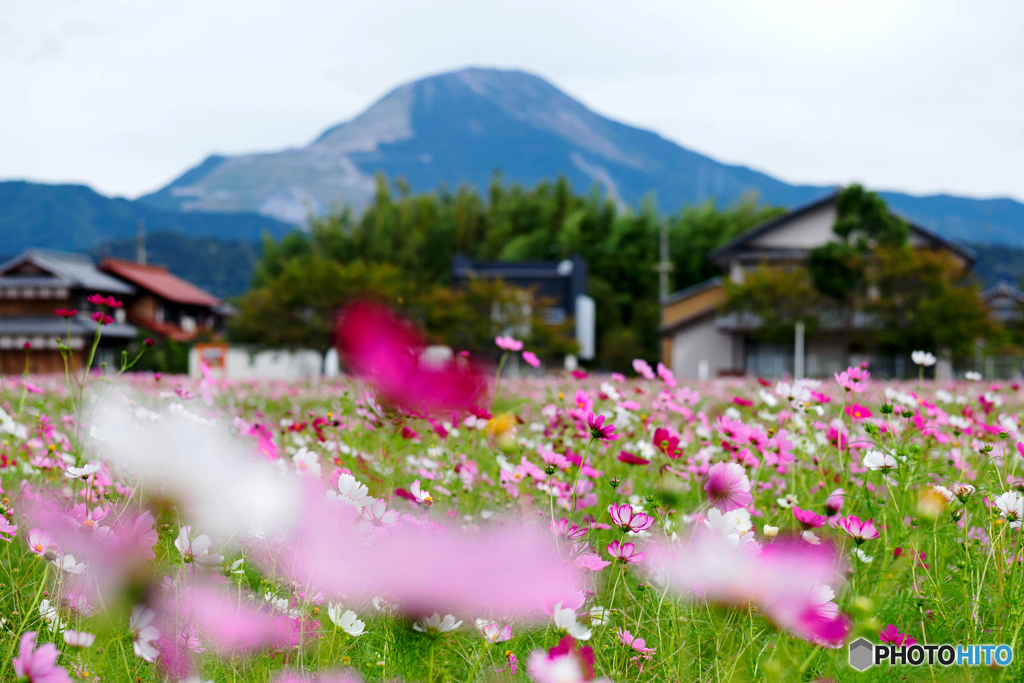 お花畑