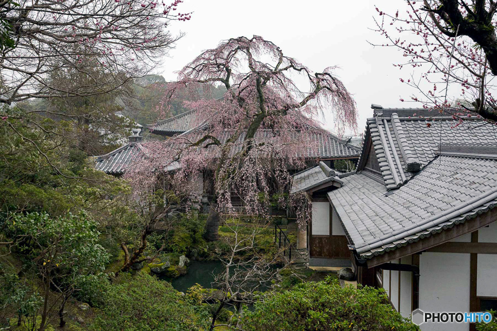 しだれ桜