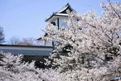 sakura