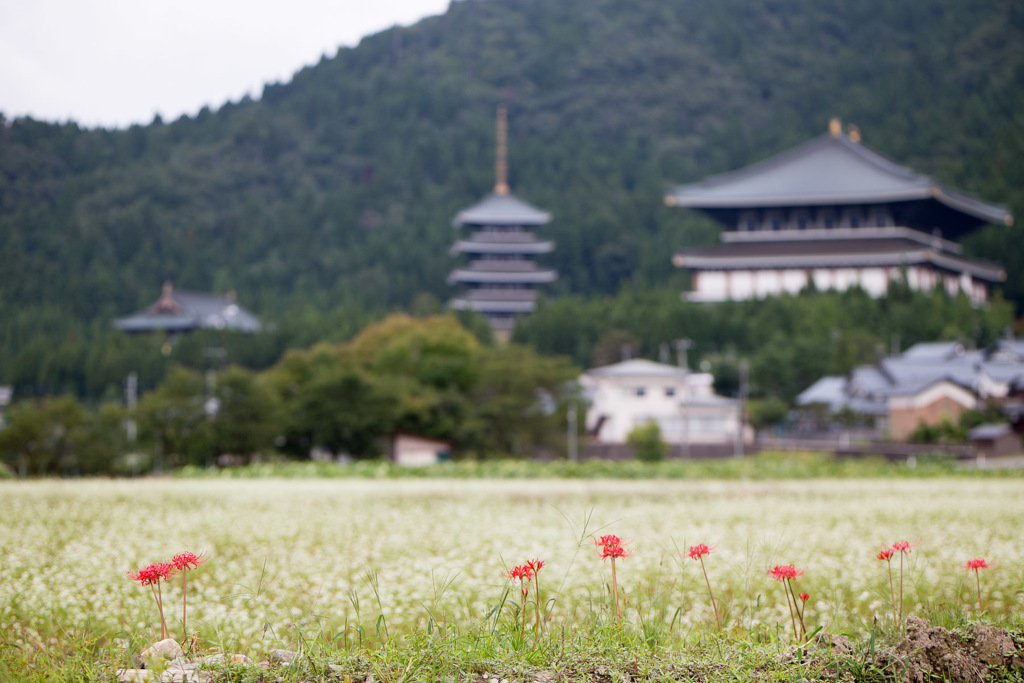 彼岸花と蕎麦畑