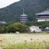 彼岸花と蕎麦畑