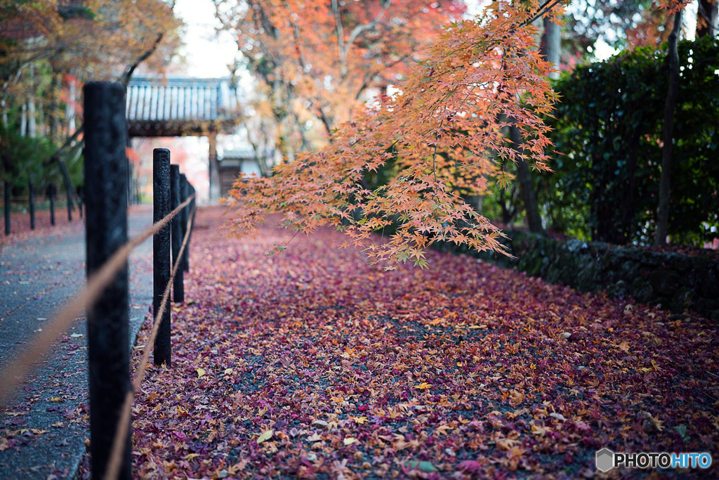 残り紅葉 ④