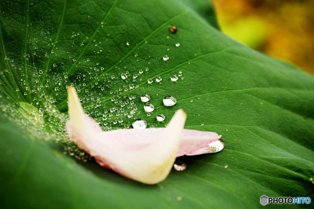 無情の雨