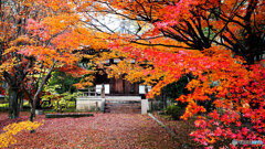 京都紅葉狩り ⑳