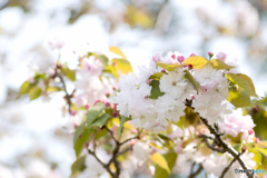 八重桜