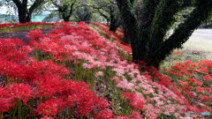 堤防の彼岸花