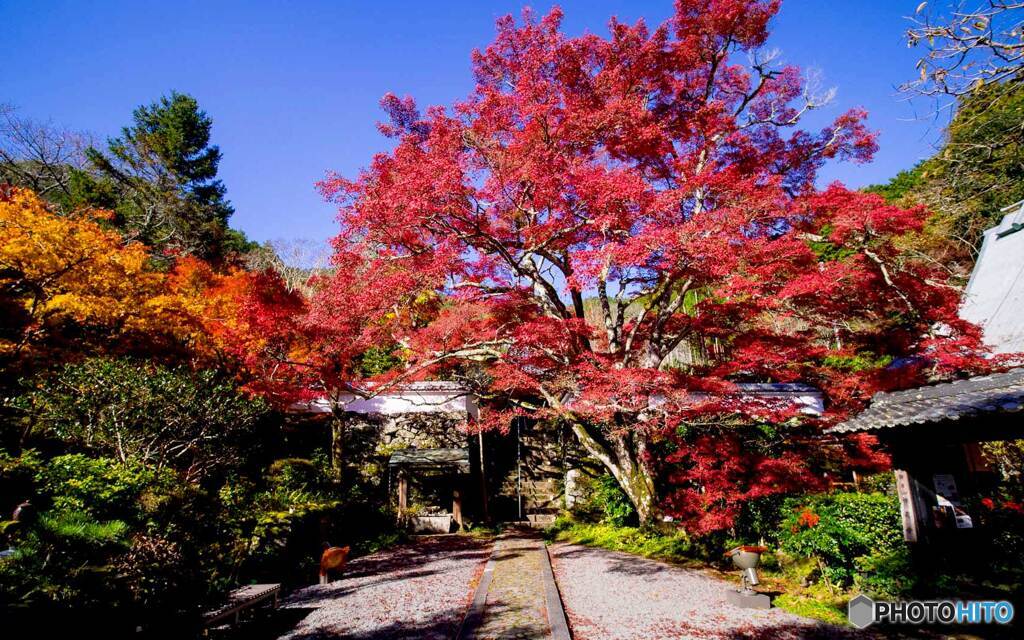 紅葉
