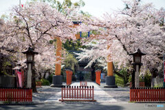 桜だより