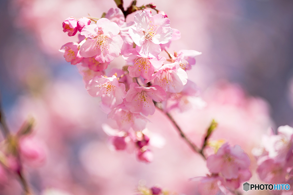 河津桜