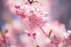 河津桜