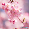 河津桜