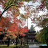 紅葉と国宝三重塔