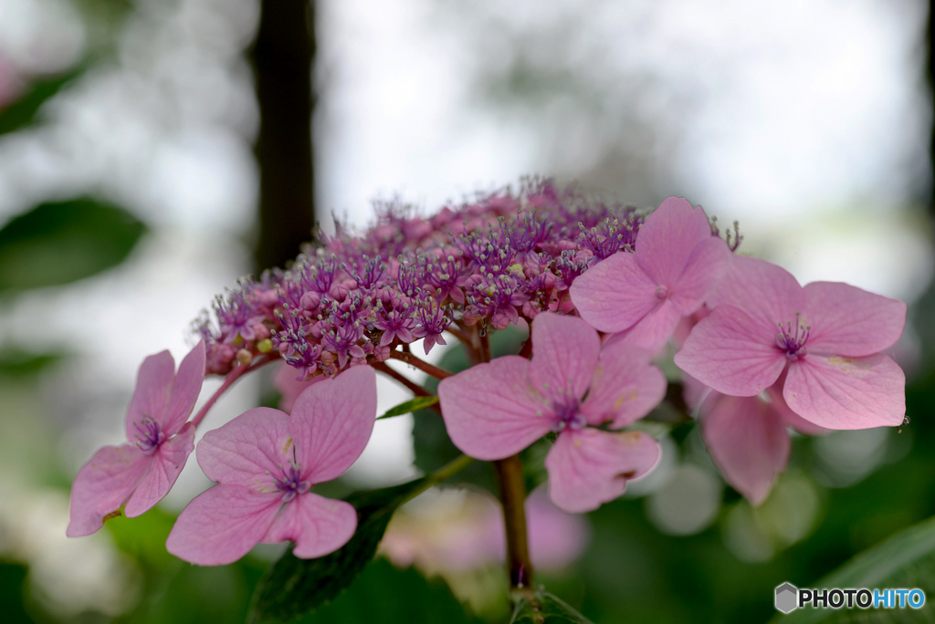 額紫陽花