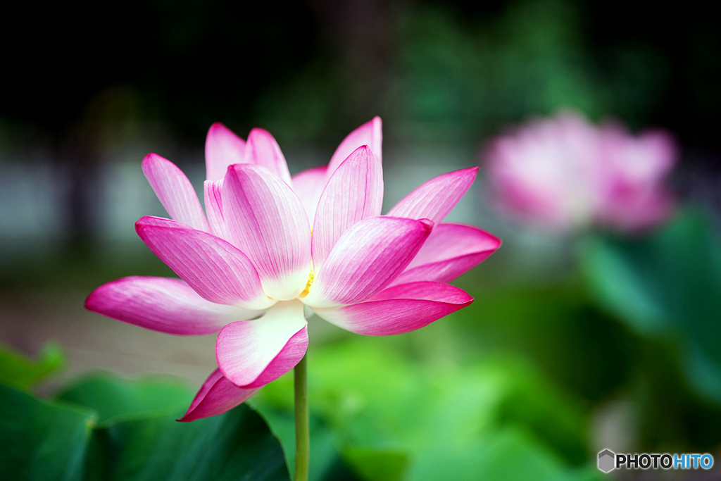 花ハス公園