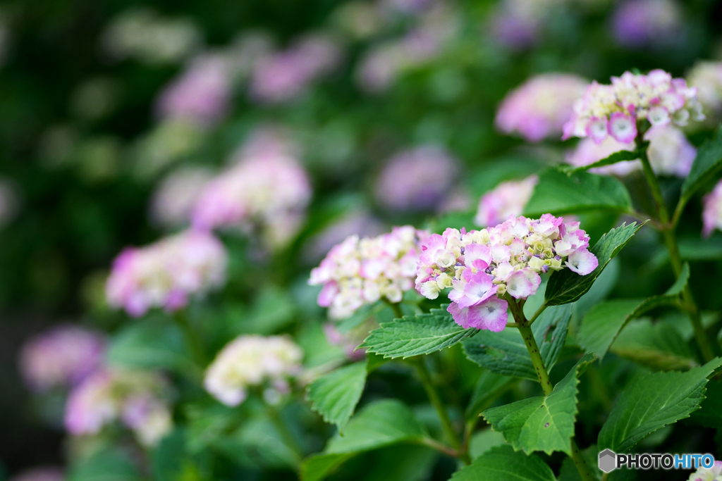 紫陽花
