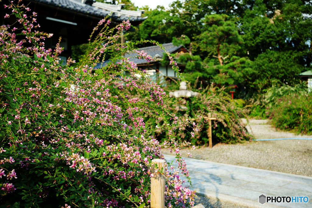 萩の咲くお寺