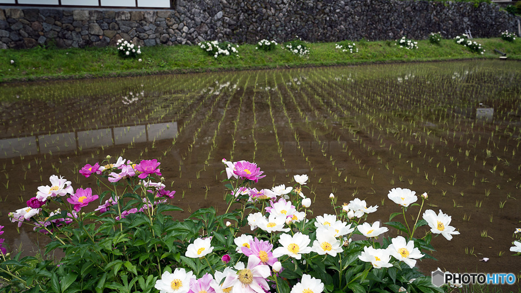 水田と芍薬
