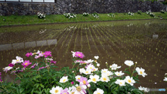 水田と芍薬