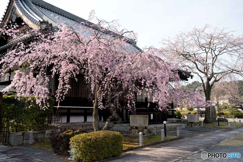 しだれ桜