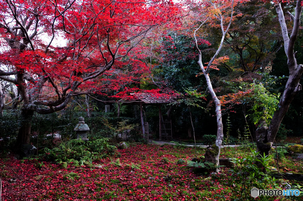 落ち葉紅葉