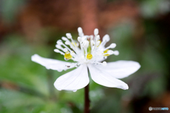 梅花黄蓮