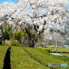 茶畑のしだれ桜