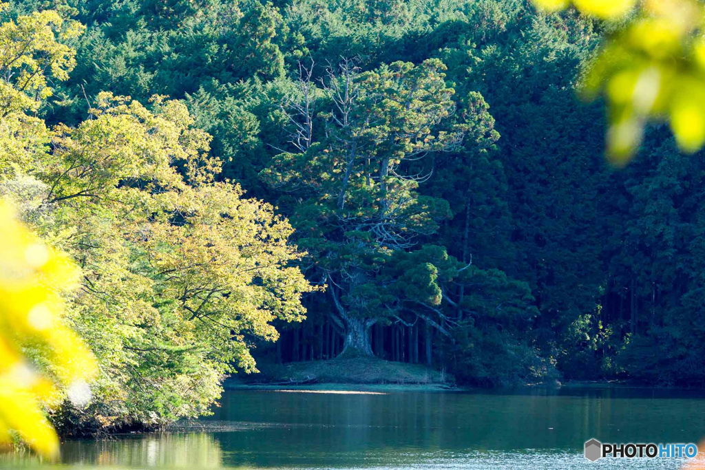湖畔の1本杉