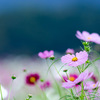 秋桜