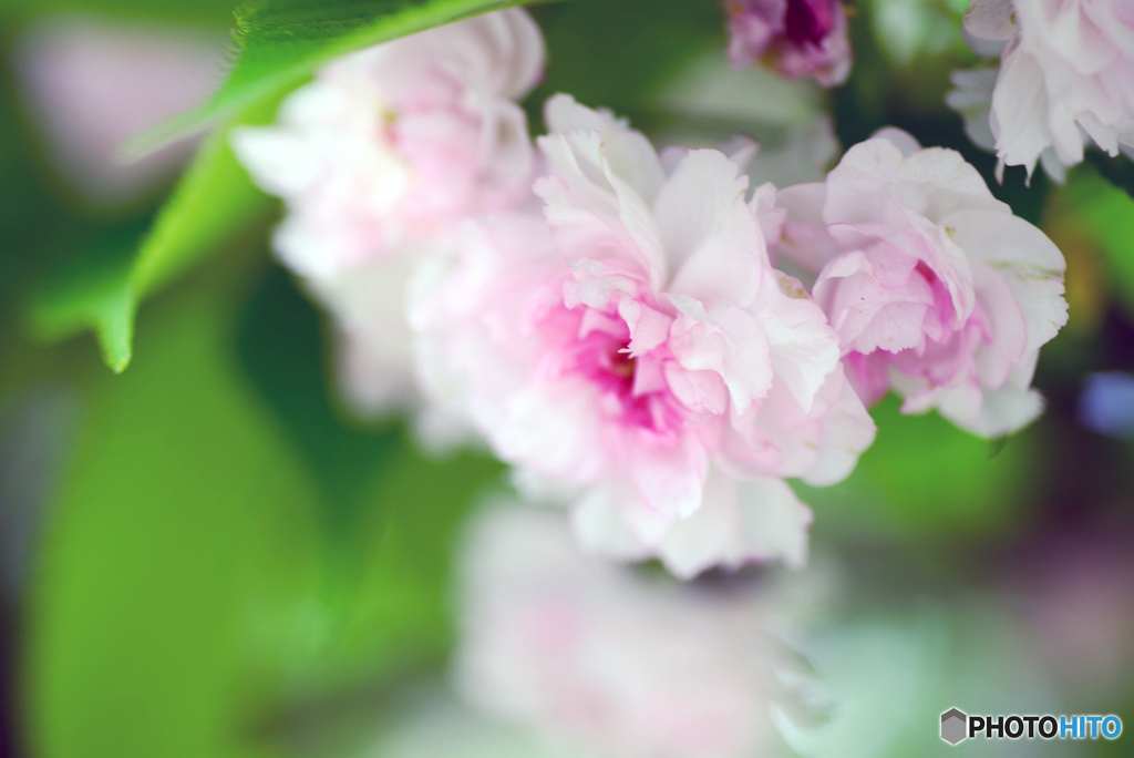 兼六園菊桜