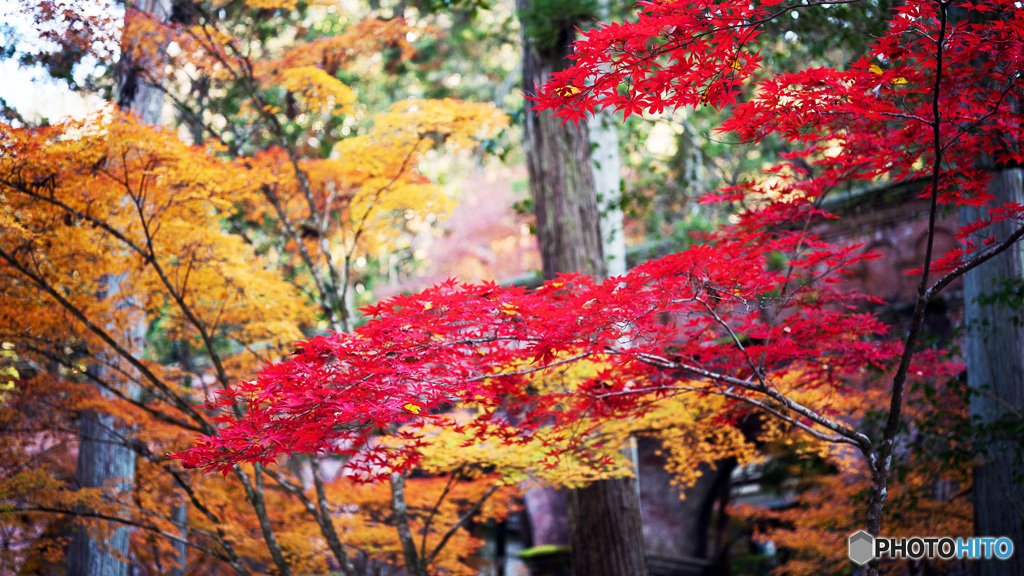 京都紅葉狩り ⑰