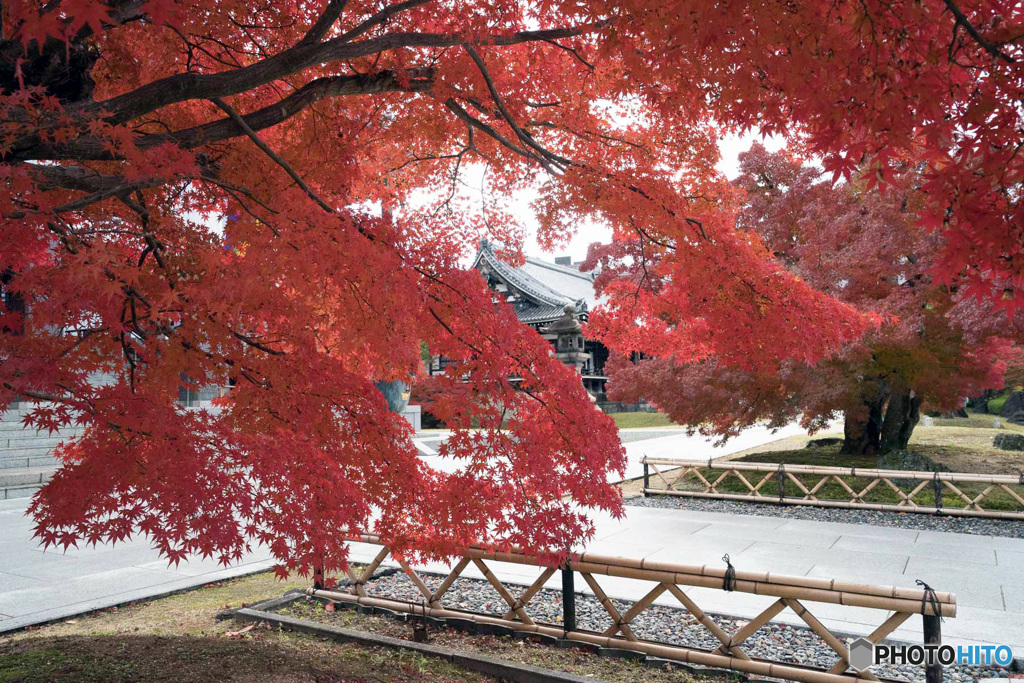 色付くお寺