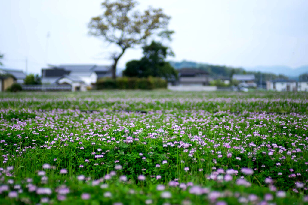 蓮華草