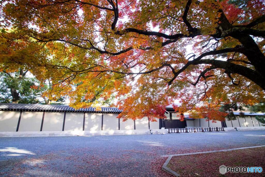 紅葉