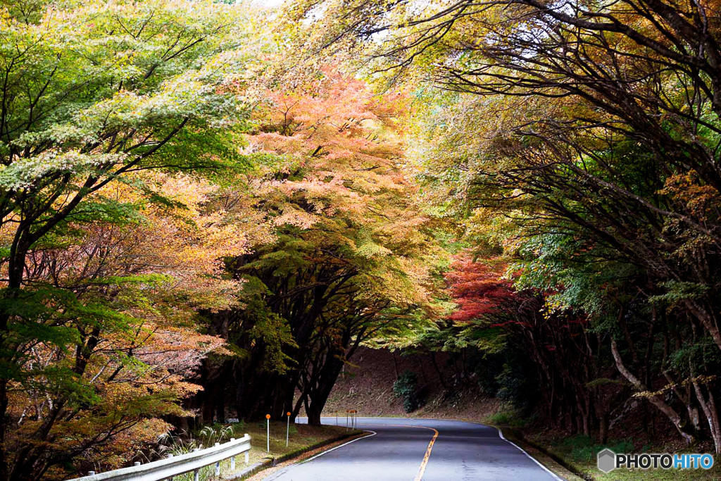 紅葉
