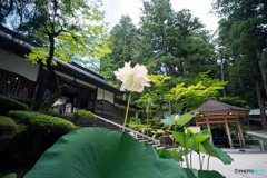 蓮の咲く永平寺