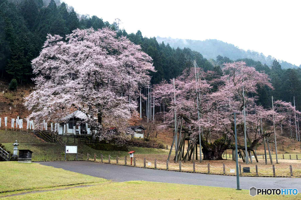 淡墨桜