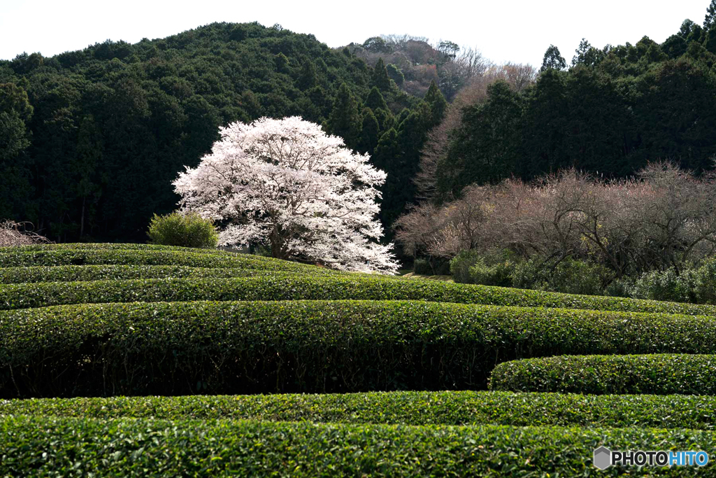 淡墨桜